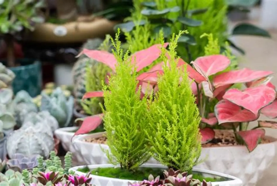 香松盆栽