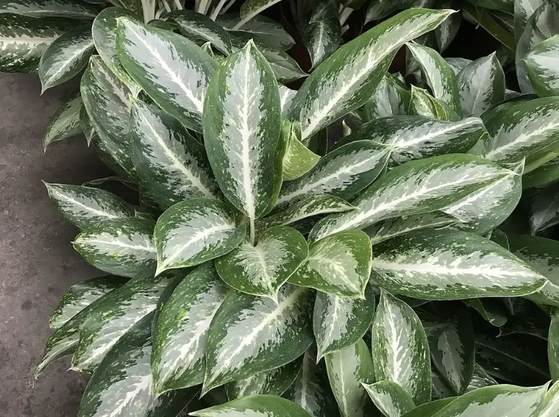 粗肋草葉子變黃 粗肋草葉子變黃